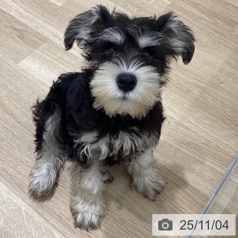 ミニチュア・シュナウザーの写真