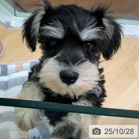 ミニチュア・シュナウザーの写真