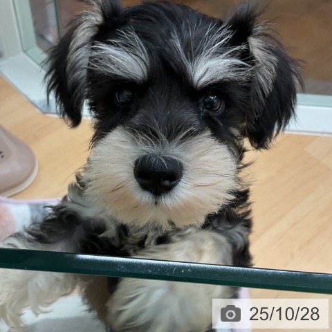 ミニチュア・シュナウザーの写真