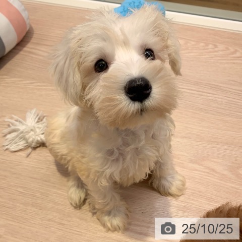 ミニチュア・シュナウザーの写真