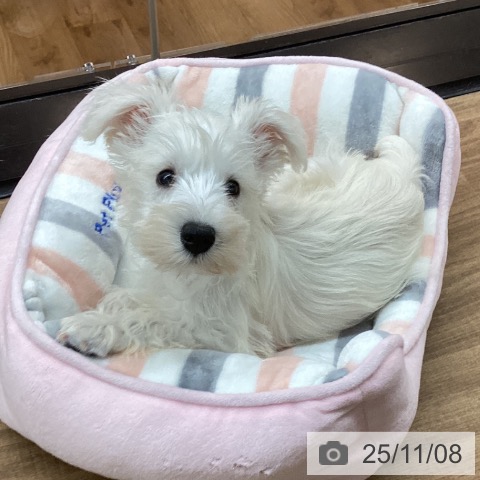 ミニチュア・シュナウザーの写真