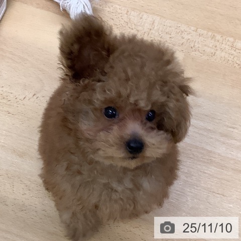 トイ・プードルの写真