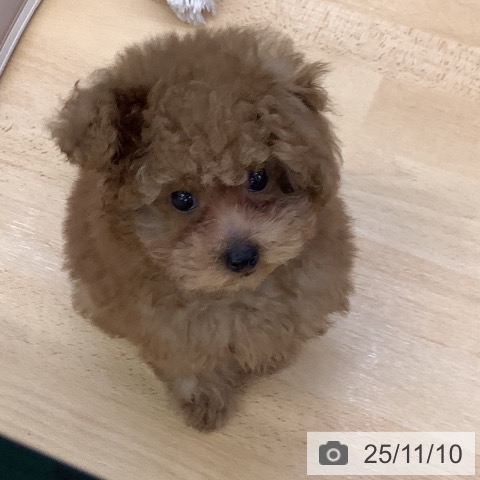 トイ・プードルの写真