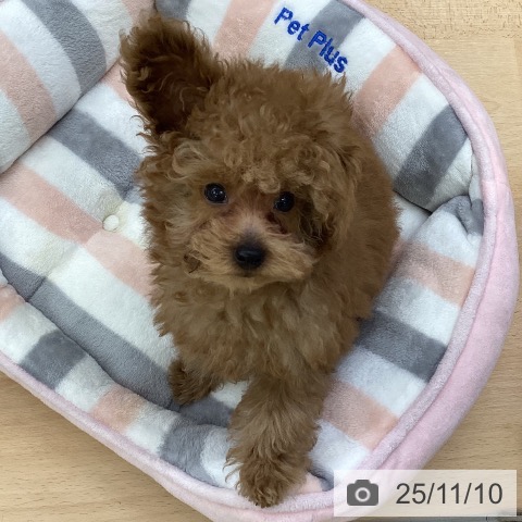 トイ・プードルの写真