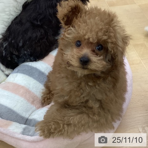 トイ・プードルの写真