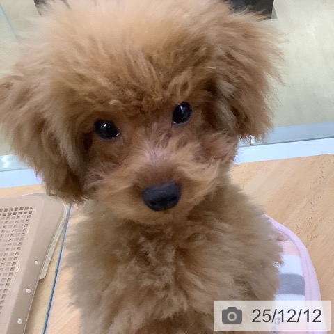 トイ・プードルの写真