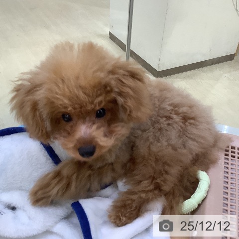 トイ・プードルの写真