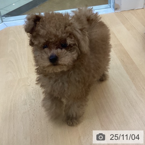 埼玉県のトイプードル(トイ) (ペットプラス 羽生店/2025年8月22日生まれ/男の子/アプリコット)の子犬の4枚目の画像