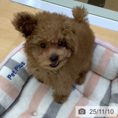 埼玉県のトイプードル(トイ) (ペットプラス 羽生店/2025年8月22日生まれ/男の子/アプリコット)の子犬の3枚目の画像