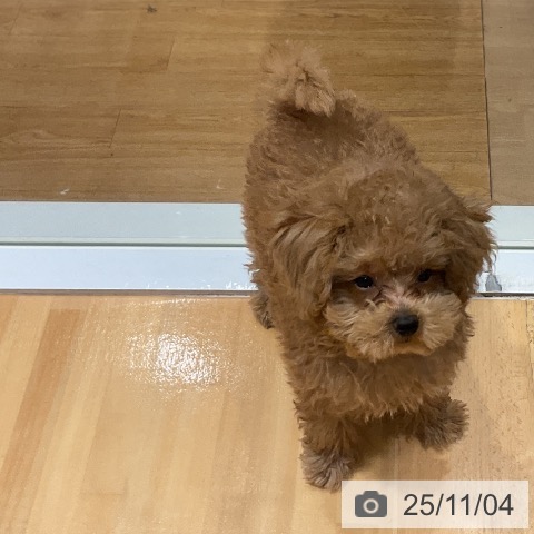 トイ・プードルの写真