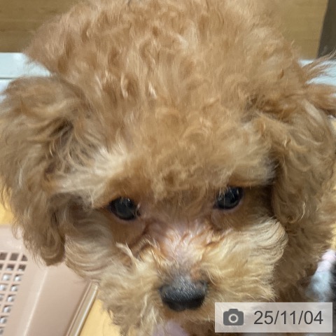 トイ・プードルの写真