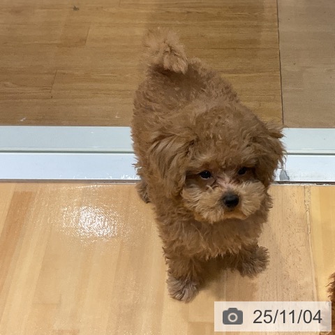 トイ・プードルの写真