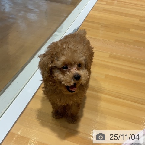 トイ・プードルの写真