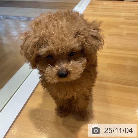 トイ・プードルの写真