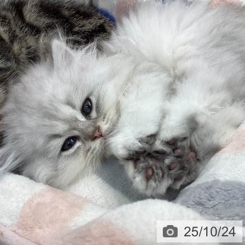 ペルシャの写真