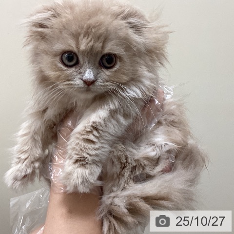 スコティッシュフォールドの写真