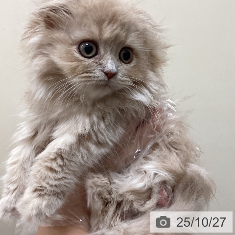 スコティッシュフォールドの写真