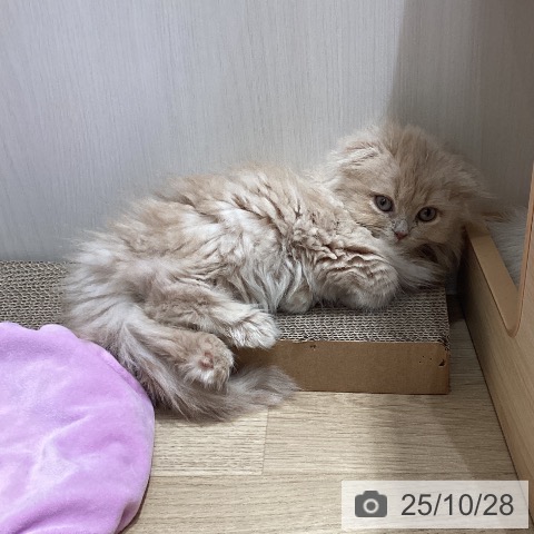 スコティッシュフォールドの写真