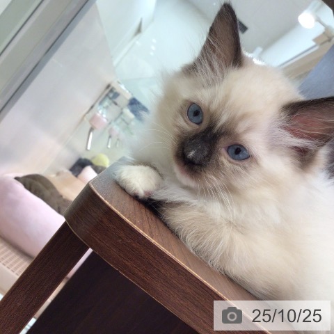 ラグドールの写真