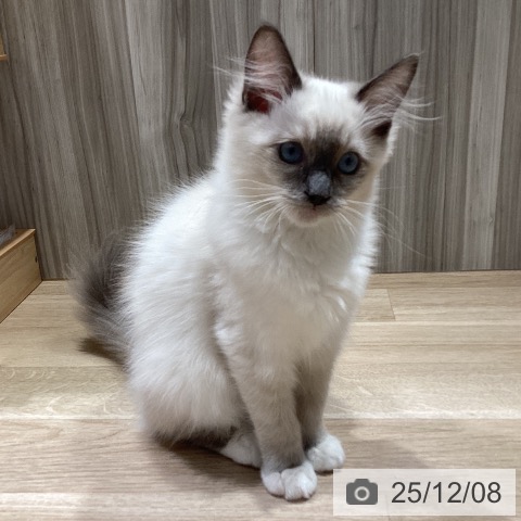 千葉県のラグドール (ペットプラス 木更津店/2025年8月16日生まれ/男の子/ブルーポイントミテッド)の子猫の4枚目の画像