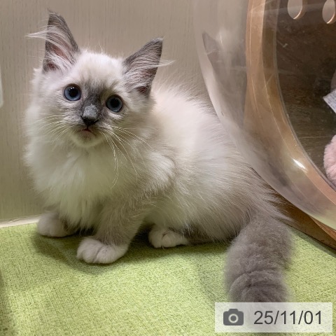 千葉県のラグドール (ペットプラス 木更津店/2025年8月16日生まれ/男の子/ブルーポイントミテッド)の子猫の3枚目の画像