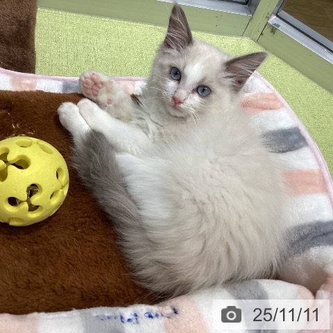 ラグドールの写真