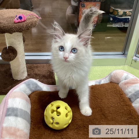 ラグドールの写真