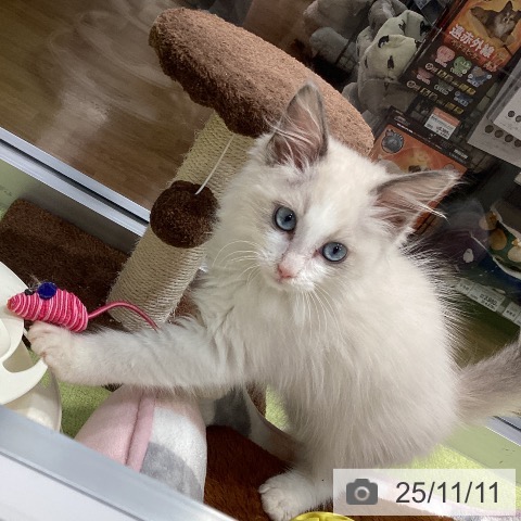 ラグドールの写真