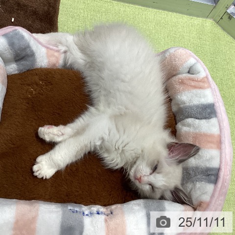 ラグドールの写真