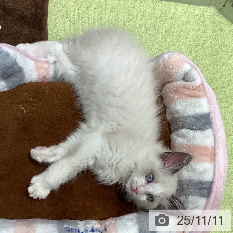 ラグドールの写真