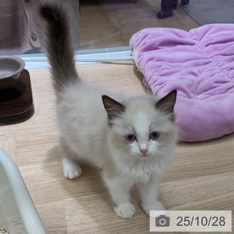 ラグドールの写真