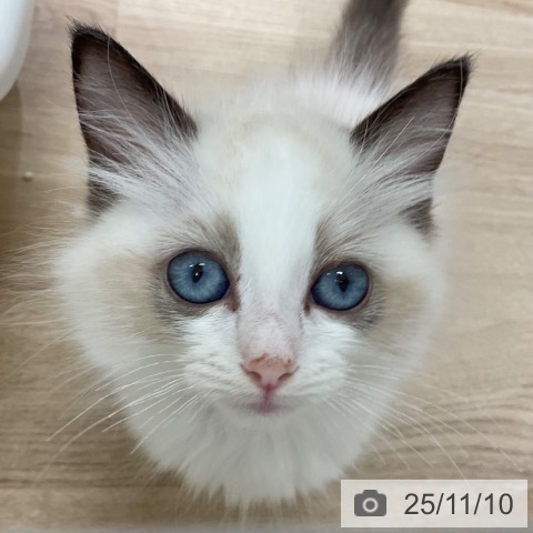 ラグドールの写真