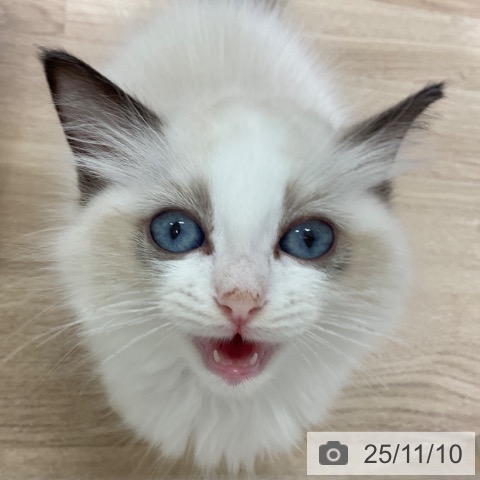 ラグドールの写真