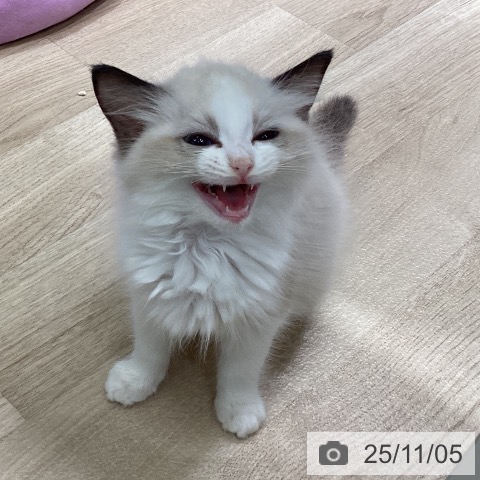 ラグドールの写真