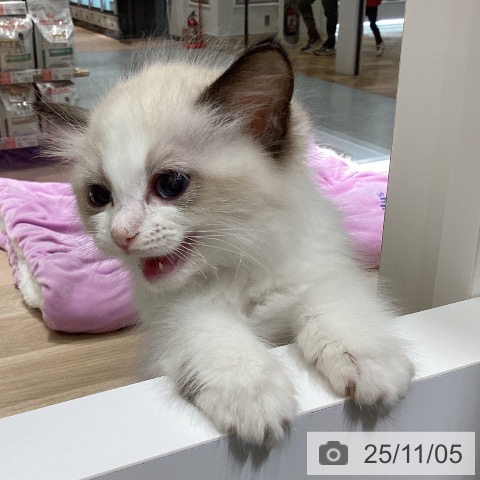 ラグドールの写真