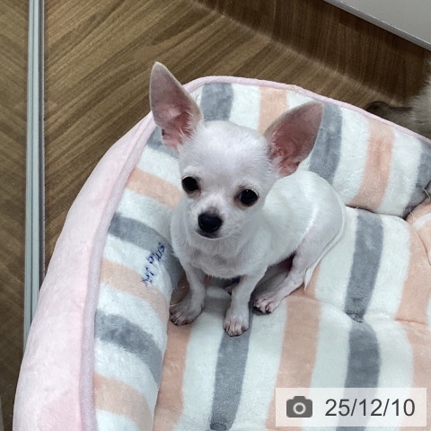 茨城県のチワワ(ロング) (ペッツワン 阿見店/2025年8月16日生まれ/女の子/クリーム)の子犬の4枚目の画像