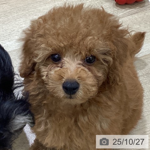 トイ・プードルの写真