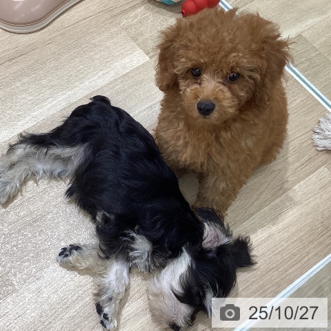 トイ・プードルの写真