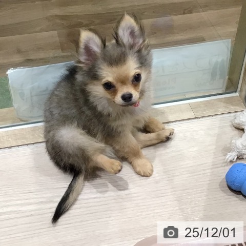 神奈川県のチワワ(ロング) (ペットプラス 川崎ルフロン店/2025年8月20日生まれ/男の子/セーブル)の子犬の4枚目の画像