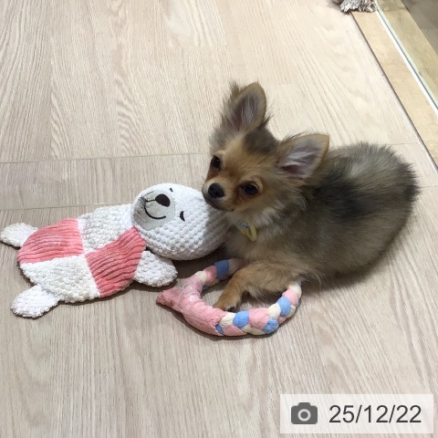 神奈川県のチワワ(ロング) (ペットプラス 川崎ルフロン店/2025年8月20日生まれ/男の子/セーブル)の子犬の4枚目の画像