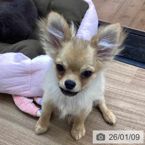 東京都のチワワ(ロング) (ペッツワン 青梅インター店/2025年8月20日生まれ/男の子/セーブル)の子犬の4枚目の画像