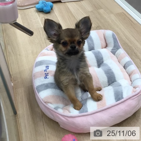 東京都のチワワ(ロング) (ペットプラス 立川高島屋S.C.店/2025年8月20日生まれ/女の子/セーブル)の子犬の4枚目の画像