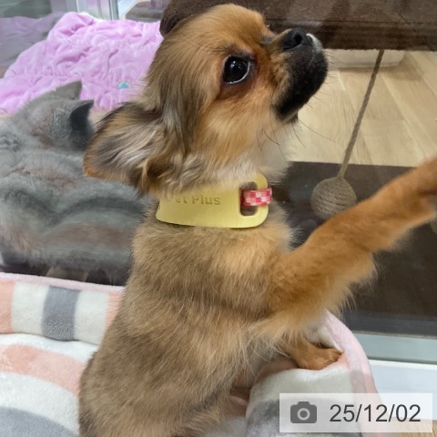 東京都のチワワ(ロング) (ペットプラス 立川高島屋S.C.店/2025年8月20日生まれ/女の子/セーブル)の子犬の3枚目の画像