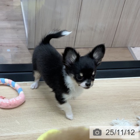 神奈川県のチワワ(ロング) (ペットプラス 武蔵小杉店/2025年8月20日生まれ/女の子/ブラッククリームホワイト)の子犬の4枚目の画像