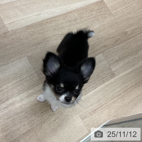 神奈川県のチワワ(ロング) (ペットプラス 武蔵小杉店/2025年8月20日生まれ/女の子/ブラッククリームホワイト)の子犬の3枚目の画像