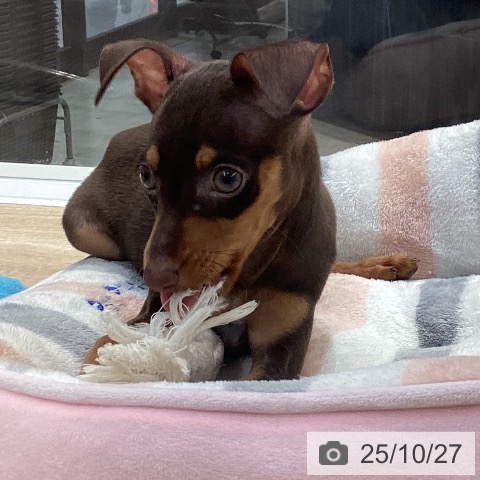 ミニチュア・ピンシャーの写真