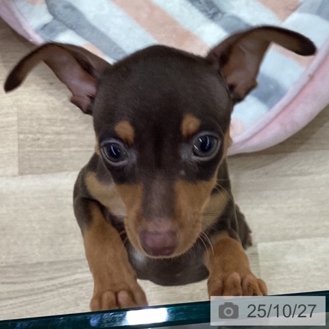 ミニチュア・ピンシャーの写真