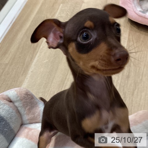 ミニチュア・ピンシャーの写真