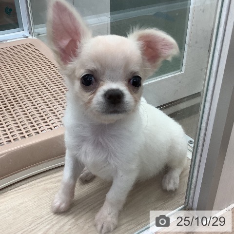 チワワの写真