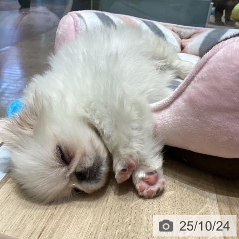 ペキニーズの写真